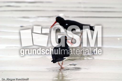 Weißer Austernfischer (1 von 8).jpg